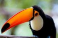 /album/tucano/tucano-3-jpg/